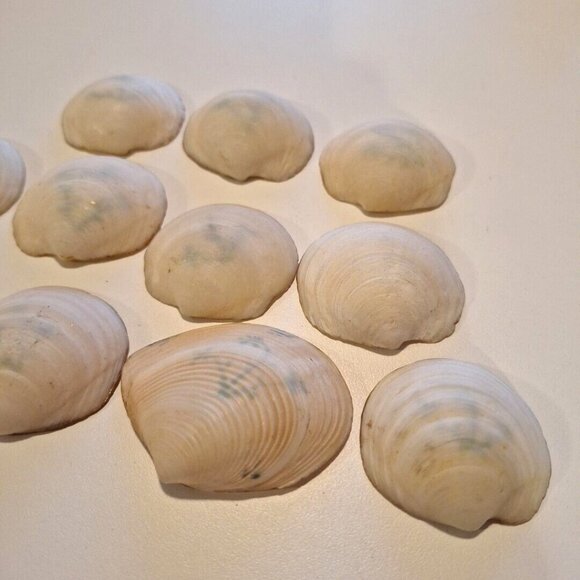 Hand Painted Scallop Shell Dishes Blue Floral Salt Trinket Vintage Set Of 11 - Picture 10 of 10